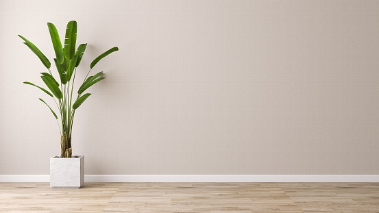 Tropical green banana tree in concrete pot in sunlight, shadow on beige wallpaper wall, brown parquet floor for modern, luxury, elegant fashion, beauty, cosmetic, skincare, body care, interior design decoration background