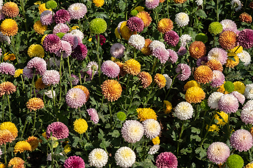 Chrysanthemums display a profusion of small globular blooms, somewhat flat when young but fully rounded when mature.