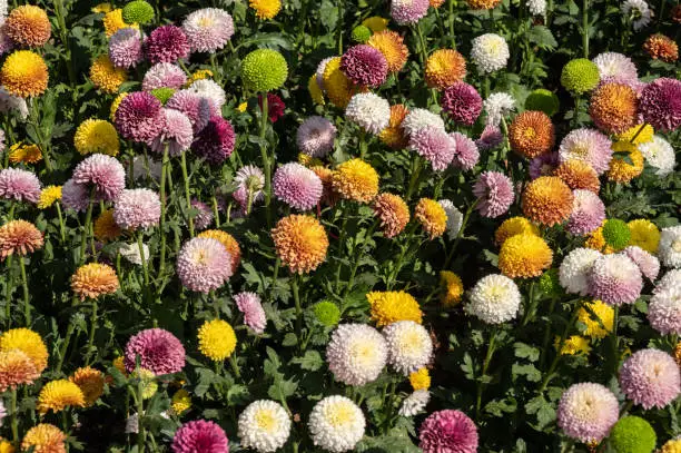 Photo of Various colours of Chrysanthemums Pompon flowers grow in the garden.