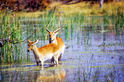 The impala is a medium-sized antelope with a dark brown back fading to a medium brown flank and a white underbelly. Males are 58 to 70 cm, females 58 tp 64 cm and weighing 100 to 175 lbs.