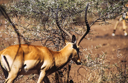 The impala is a medium-sized antelope with a dark brown back fading to a medium brown flank and a white underbelly. Males are 58 to 70 cm, females 58 tp 64 cm and weighing 100 to 175 lbs.