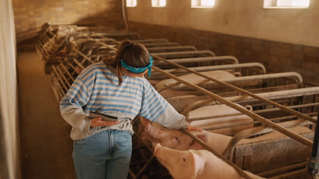 SLO MO Young Female Farmer Touching Pigs in Cages Using Digital Tablet in Pigpen