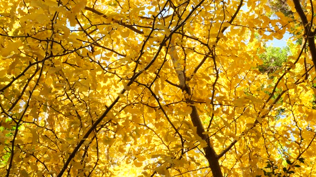 4K video of a ginkgo tree in yellow
