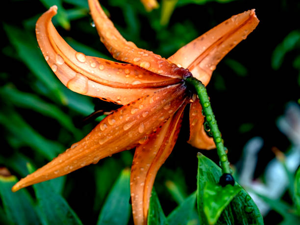 istock orange tiger lily with raindrops on the petals 1677310839