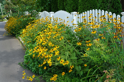 White fence on suburban street with bright yellow coneflowers known as brown-eyed susans