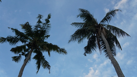 Low angle photo of two coconut trees