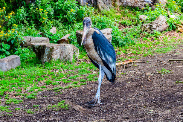 African marabou stork (Leptoptilos crumeniferus) at the Serengeti national park, Tanzania African marabou stork (Leptoptilos crumeniferus) at Serengeti national park, Tanzania marabu stork stock pictures, royalty-free photos & images