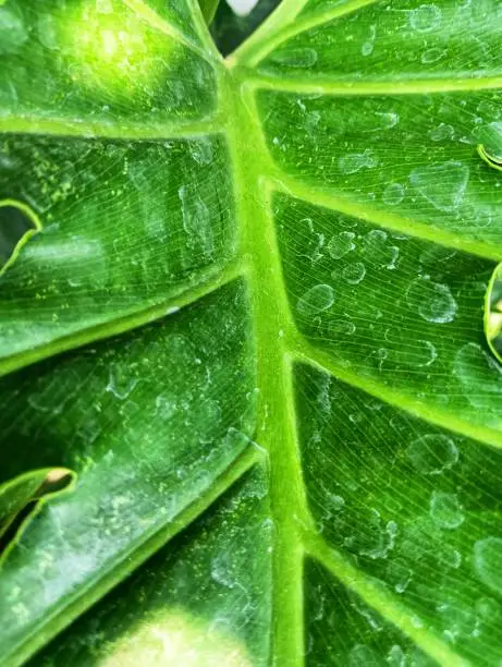 Photo of close up texture of big green leaves