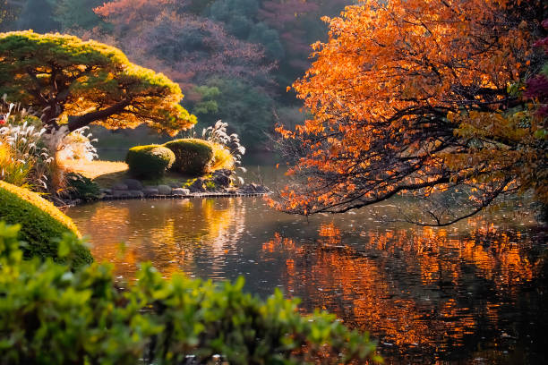 istock Japanese garden with autumn leaves 1677380599