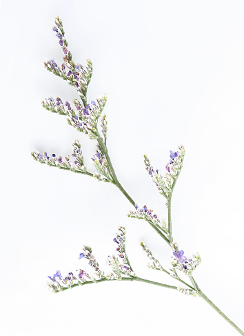 Caspia flowers on white background. Codariocalyx motorius, Little purple flower plant.