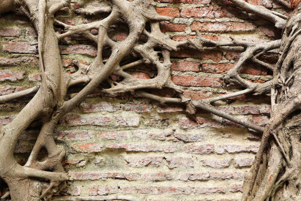 istock Tree roots tangle around each other on old red brick wall.Trunk and big tree roots on old red brick wall. 1677385513