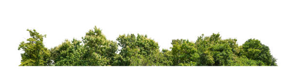 Green Trees isolated on white background. are Forest and foliage in summer for both printing and web pages with cut path and alpha channel