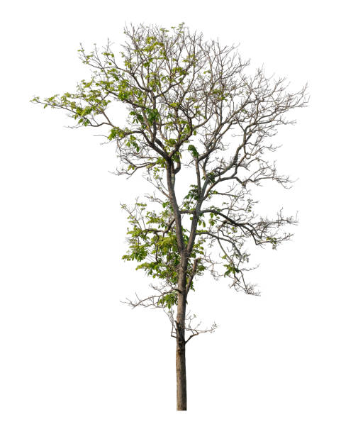 istock Tree that are isolated on a white background are suitable for both printing and web pages 1677412208