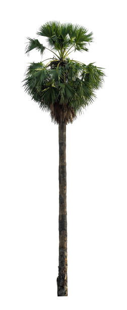 istock sugar palm that are isolated on a white background are suitable for both printing and web pages 1677412721
