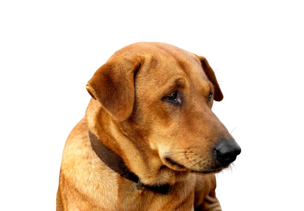 istock Red male dog  isolated  white background for both printing and web pages with cut path and alpha channel 1677414218