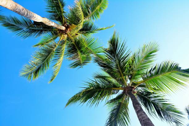 istock Lovely green tall coconut trees 1677480117