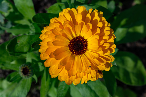 Closeup of beautiful yellow Marigold in flowerbed Kumla Sweden september 9 2023