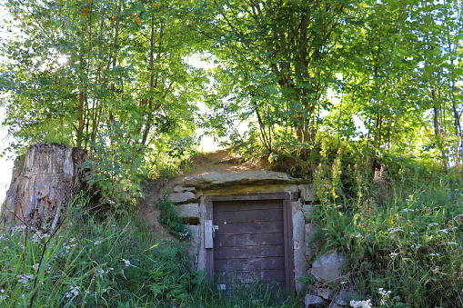 Abandoned door for a potato storage getting overtaken by nature