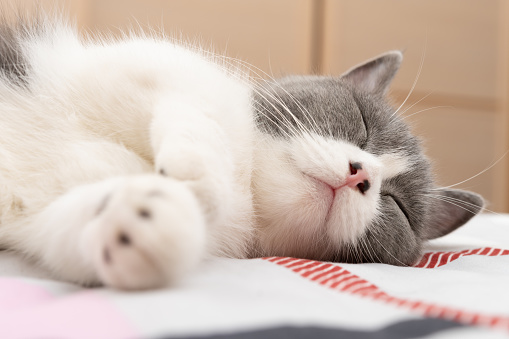 british short hair cat sleeping on the bed comfortablely