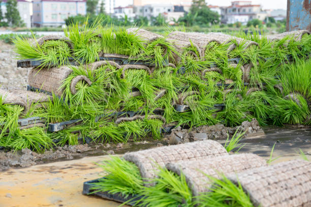 stacks of seedlings on a truck and about to be planted horizontal composition stacks of seedlings on a truck and about to be planted horizontal composition paddy transplanter stock pictures, royalty-free photos & images