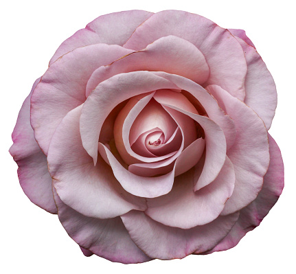 Pink rose isolated with clipping path on white background.