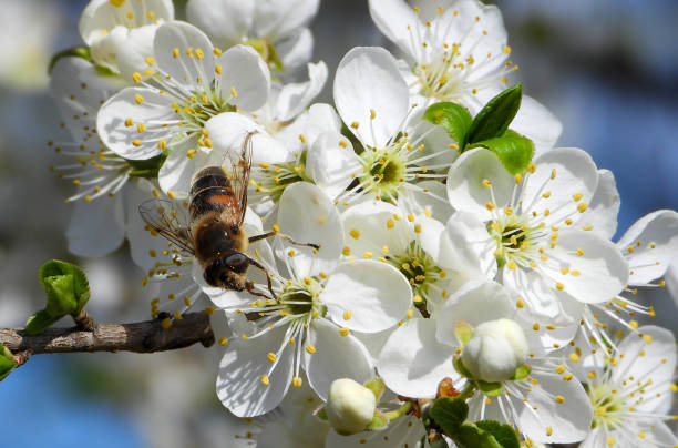 꿀벌과 함께 Crataegus monogyna 스톡 사진