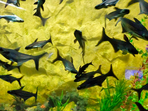 Picture of fishes swimming shot in an aquarium during daylight
