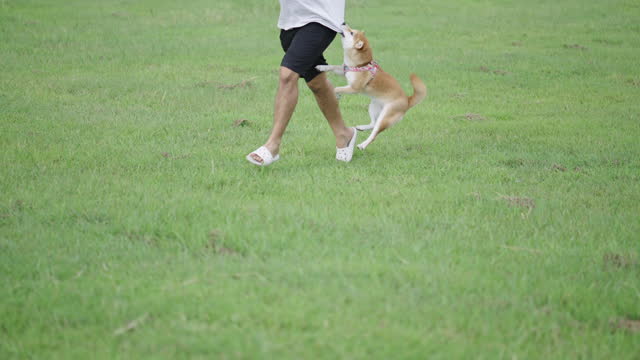 SLO MO: A man running and playing with his dog on green meadow during his morning exercise while his dog's jumping beside him and biting his t-shirt with fun.