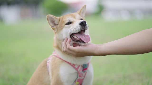 SLO MO: A dog owner scratching his Shiba Inu dog's chin and gently touching her head with love and care while they are sitting on a green yard feeling relaxed and peaceful after taking a walk.