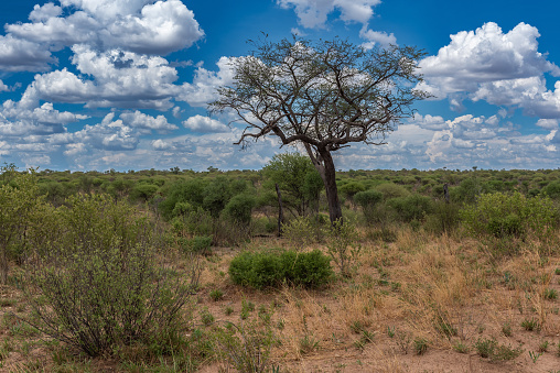 Omboroko Mountains near Otjiwarongo at Otjozondjupa Region, Namibia