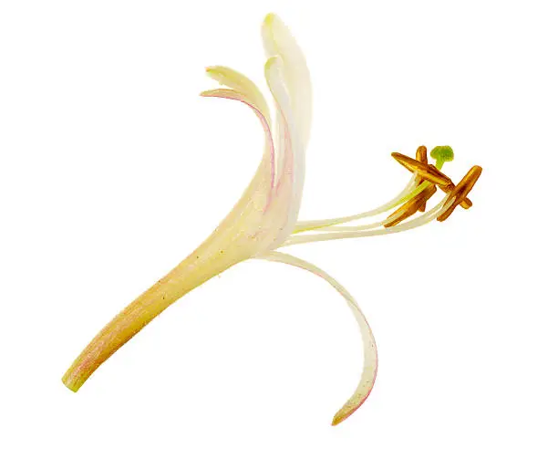 Macro of a single honeysuckle flower.http://www.djwhite.co.uk/photog/headers/flr_tle.jpg