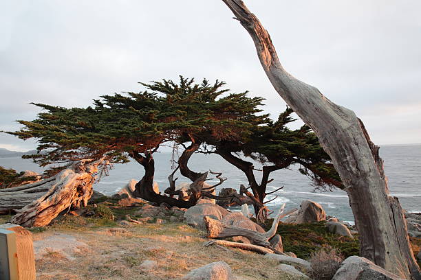 pescadero punto en 17 millas de distancia en california - big sur cypress tree california beach fotografías e imágenes de stock