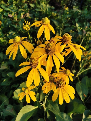 Rudbeckia laciniata, the cutleaf coneflower, is a species of flowering plant in the family Asteraceae. It is native to North America, where it is widespread in both Canada and the United States. Its natural habitat is wet sites in flood plains, along stream banks, and in moist forests.
Common names other than cutleaf coneflower include cutleaf, goldenglow, green-headed coneflower, tall coneflower, sochan and thimbleweed.