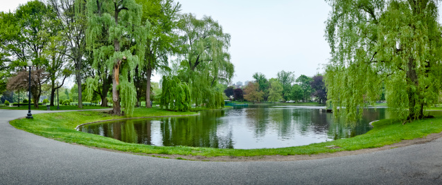 A paved walkway skirts the edges of a pond in Boston's Public Garden. Weeping willows stand tall in the green grass and cast a reflection on the calm water.