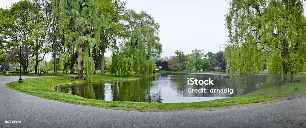Bostoński Ogród Publiczny, Willows i staw w sercu Bostonu - Zbiór zdjęć royalty-free (Bostoński Ogród Publiczny)