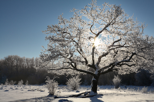 Winter morning, landscape with oak.