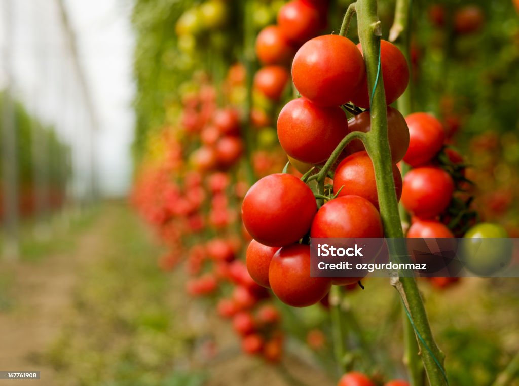 Pomodori crescita in una serra - Foto stock royalty-free di Pomodoro