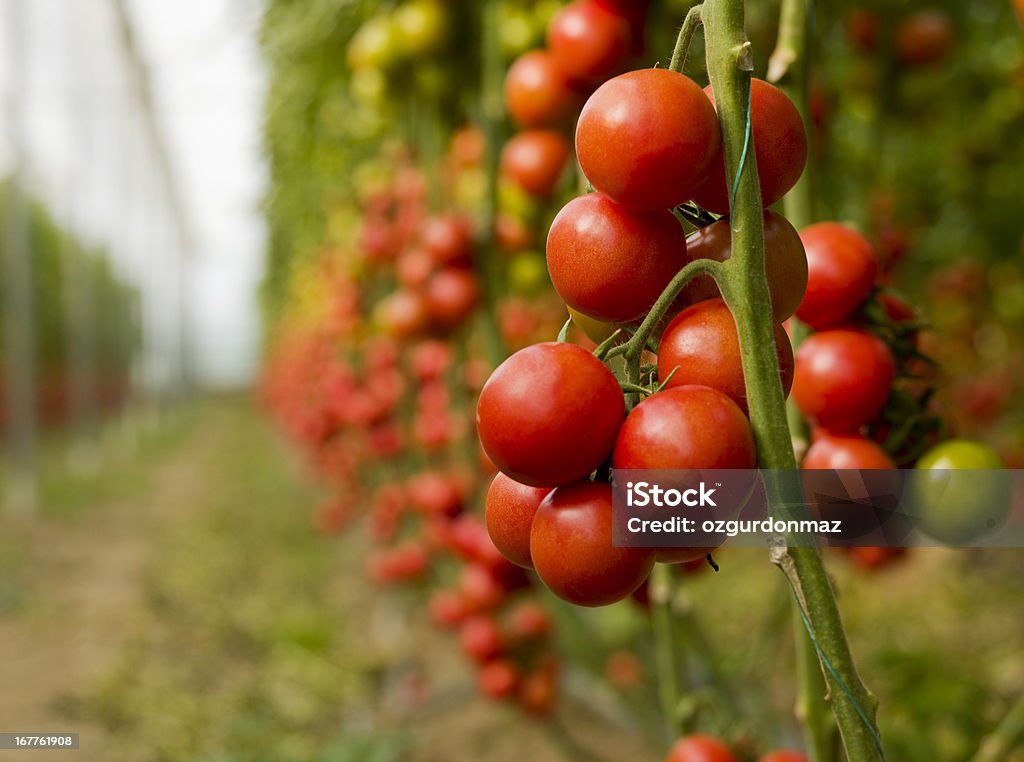 Помидоры растущих в теплице - Стоковые фото Т�омат - Овощ роялти-фри