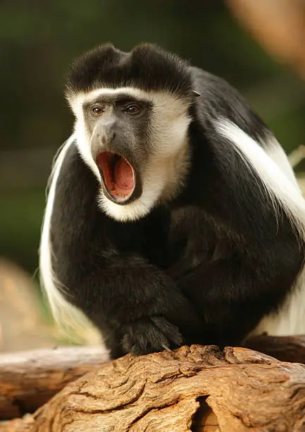 Photo of Monkey Yawn