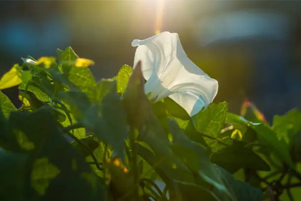 hedge-bindweed on a fence with white flower in backlit