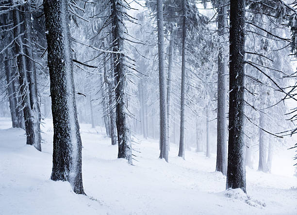 Winter in wood stock photo