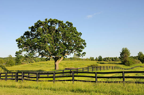Michigan Landcsape A Michigan Landscape in afternoon light. Nice summer background. Nikon D300 (RAW) michigan farmland stock pictures, royalty-free photos & images