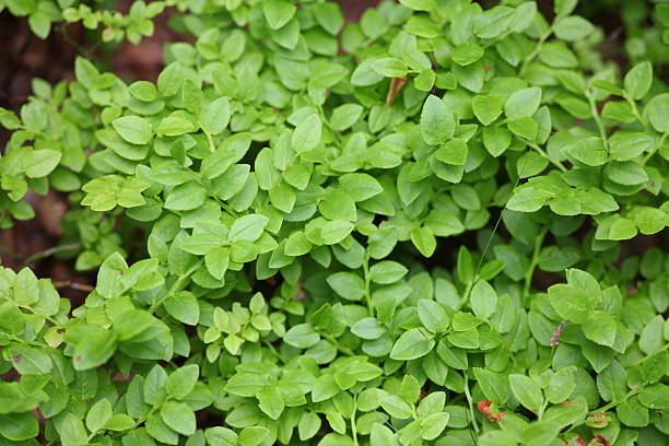 istock green leaves of blueberry 167762409