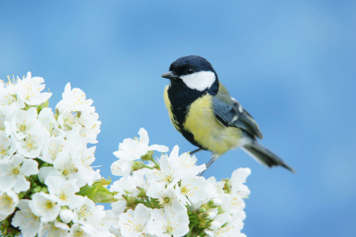 Great tit on a blossoming twig.