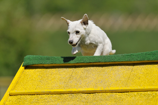 Parson Russel Terrier on agility course, over the A-frame