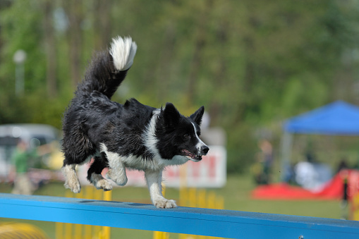 Border Collie on agility course, over the dog-walk obstacle