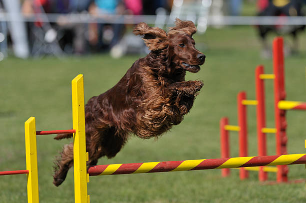 아일랜드 사냥개 - irish setter 뉴스 사진 이미지