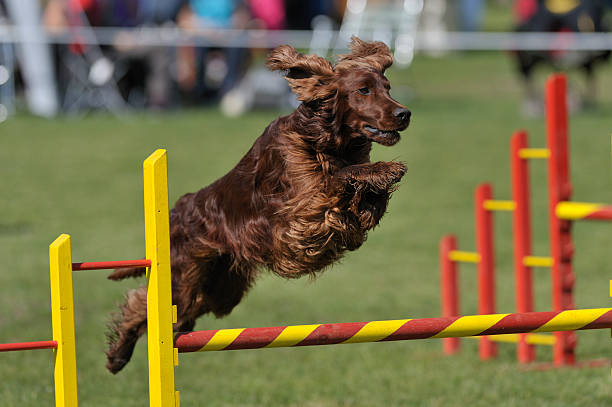 Irish Setter Irish Setter on agility course, over the bar jump irish setter stock pictures, royalty-free photos & images