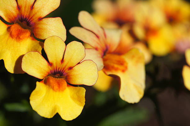 cor amarelo nemesia fruticans flores - nemesia fruticans - fotografias e filmes do acervo