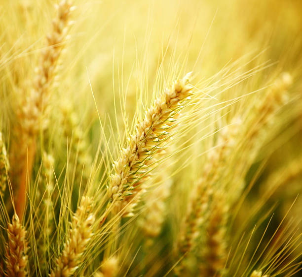 trigo no campo, plano aproximado. - homegrown produce wheat organic crop imagens e fotografias de stock